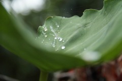 通り雨