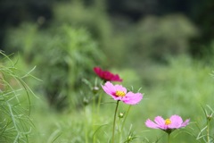 秋