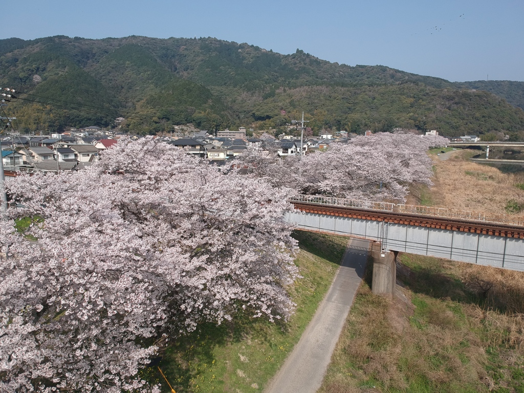 桜