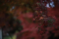 秋月城の紅葉