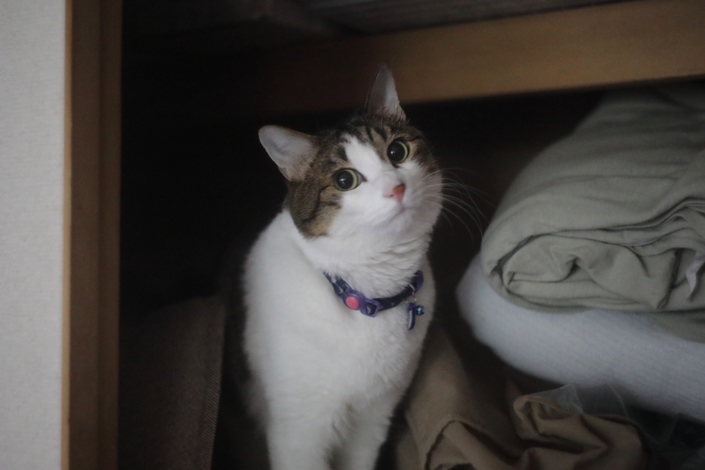 愛猫　マイホーム