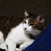 愛猫