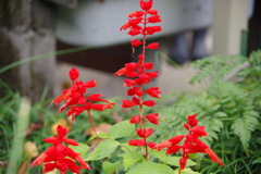 紅の華