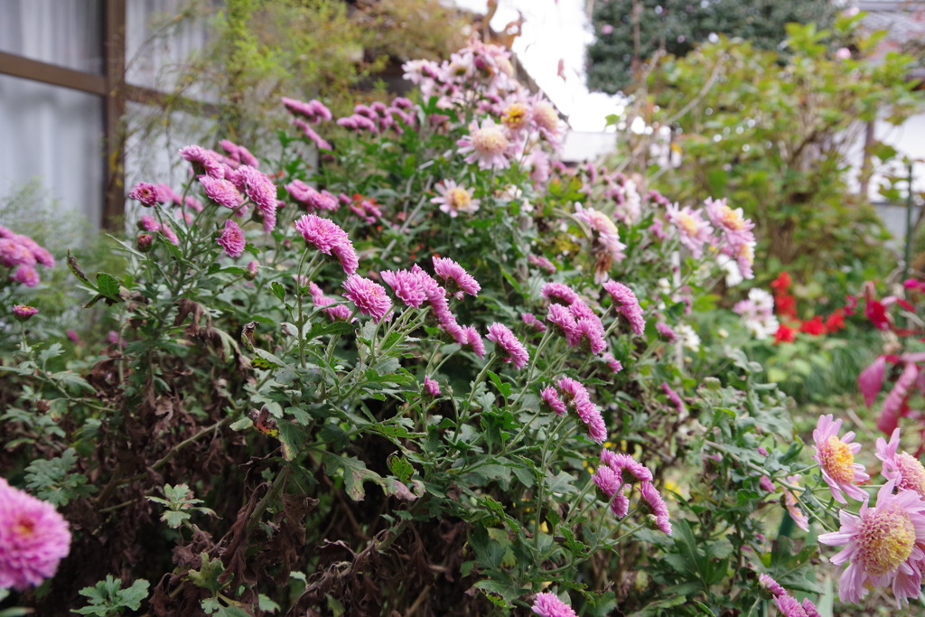 太陽に向けて伸びる花