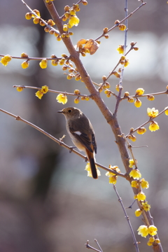 名を知らぬ鳥と蝋梅