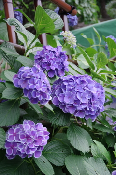 手水舎の紫陽花
