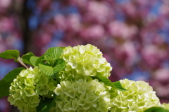 オオデマリと八重桜