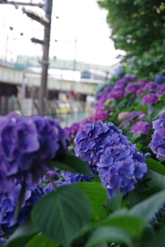 電車と紫陽花と