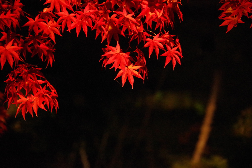 高台寺の紅葉