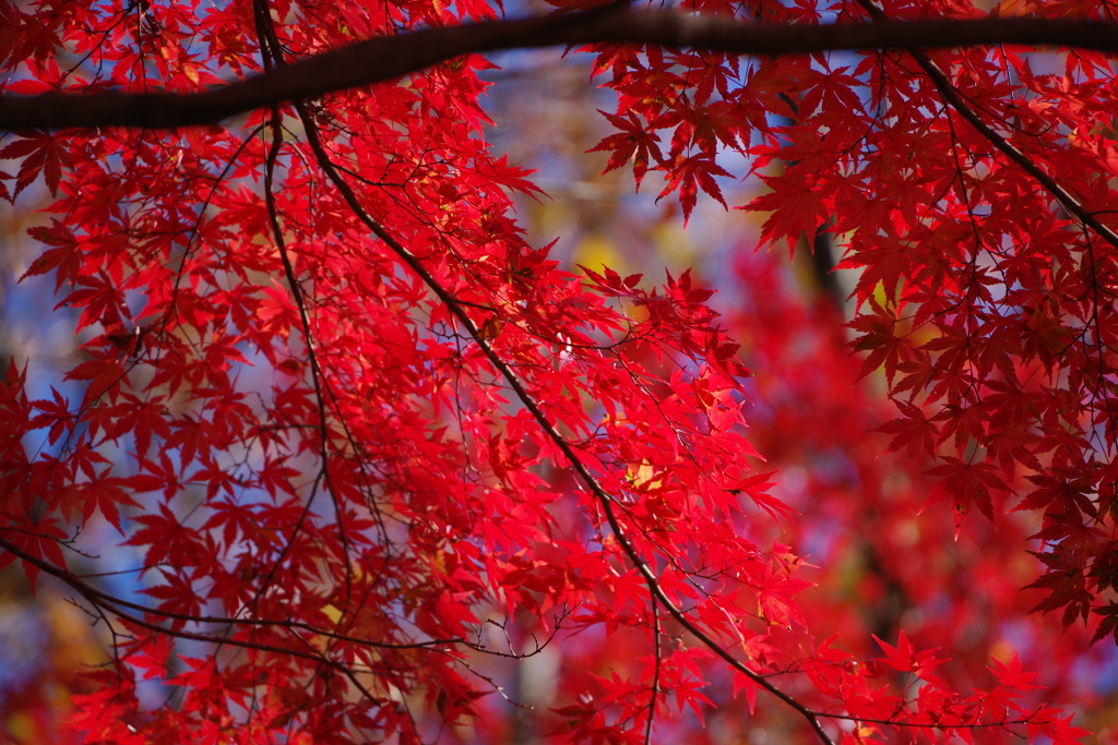 赤城自然園の紅葉(赤)