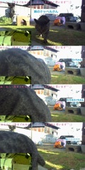 ドッペルさんをこっそりのぞくミィちゃん