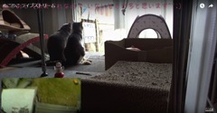 グチときーもが仲良く並んで