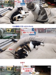 寛ぐ小さなお客さん