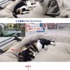 寛ぐ小さなお客さん