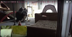 グチときーもの鼻チュウ～