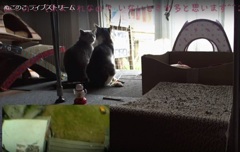 見つめ合う⁉グチときーも