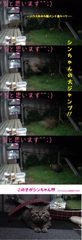 シンちゃん大ジャンプ～カメラ目線シンちゃん