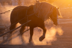 燃える馬　朝日の瞬間100年