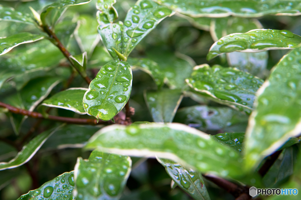 雨雫