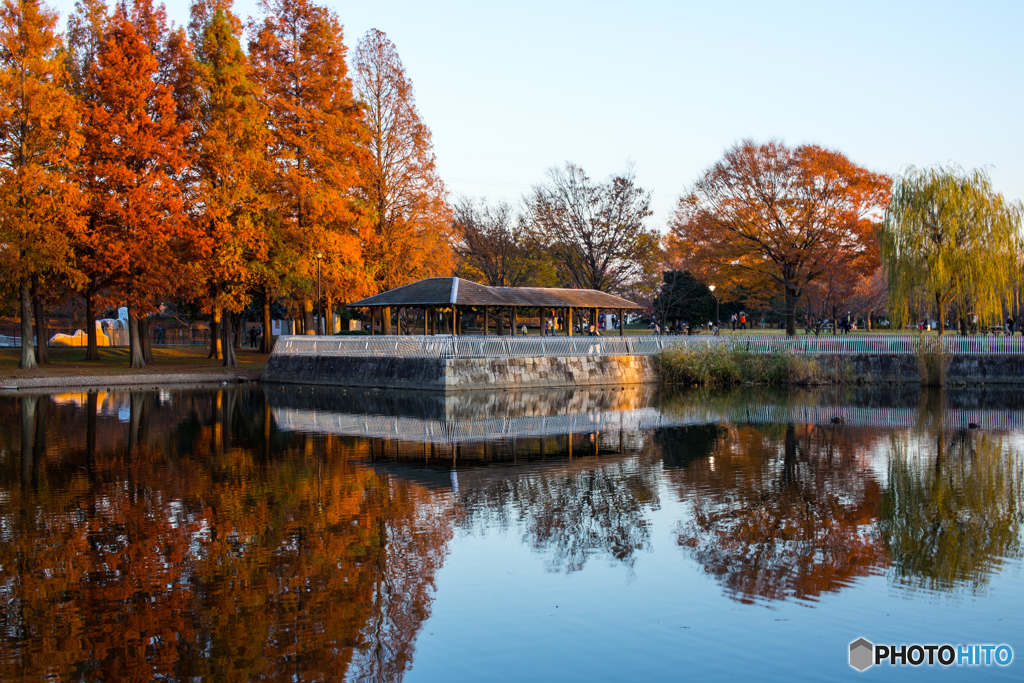 水面に浮かぶ紅葉