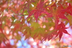 高尾山の紅葉