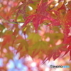 高尾山の紅葉