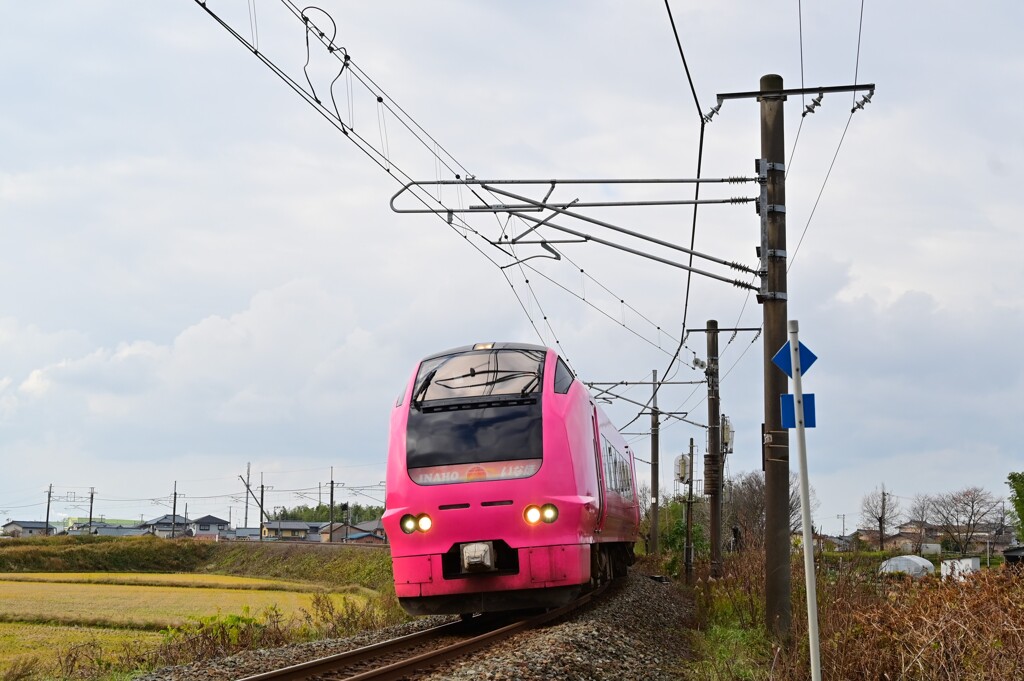 DSC_6608 今日の浜茄子3号の顔