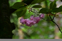 DSC_3698　季節が過ぎた山桜