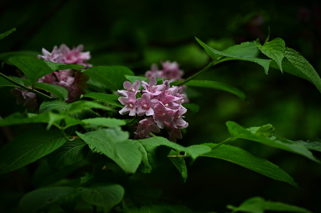 DSC_3949 　タニウツギ