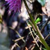 DSC_7018待ち遠しい