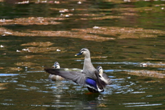 DSC_9853 久々のカワセミ狙いも？