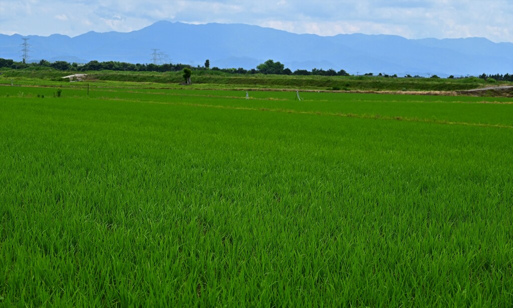 DSC_1077 五頭連峰遠景