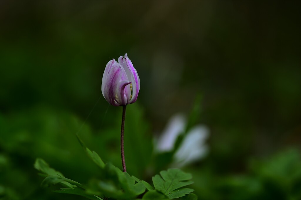 DSC_1988 