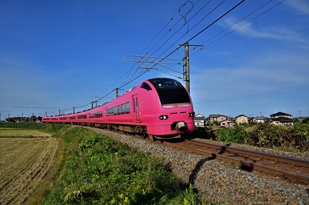 DSC_4696今朝の下り　パープルピンク