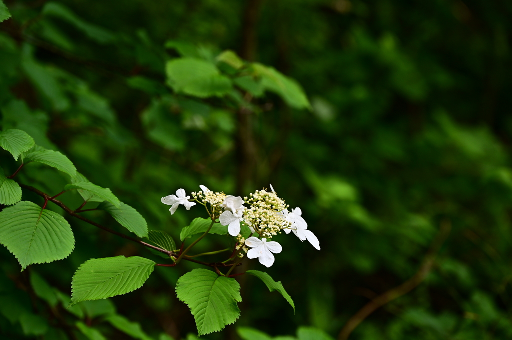 DSC_3955　オオカメノキ
