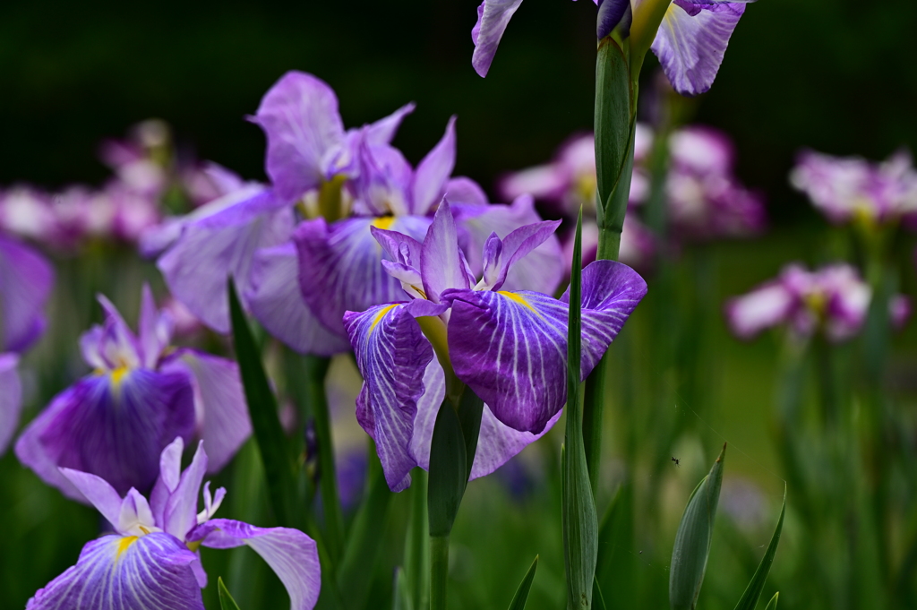 DSC_4161 花菖蒲