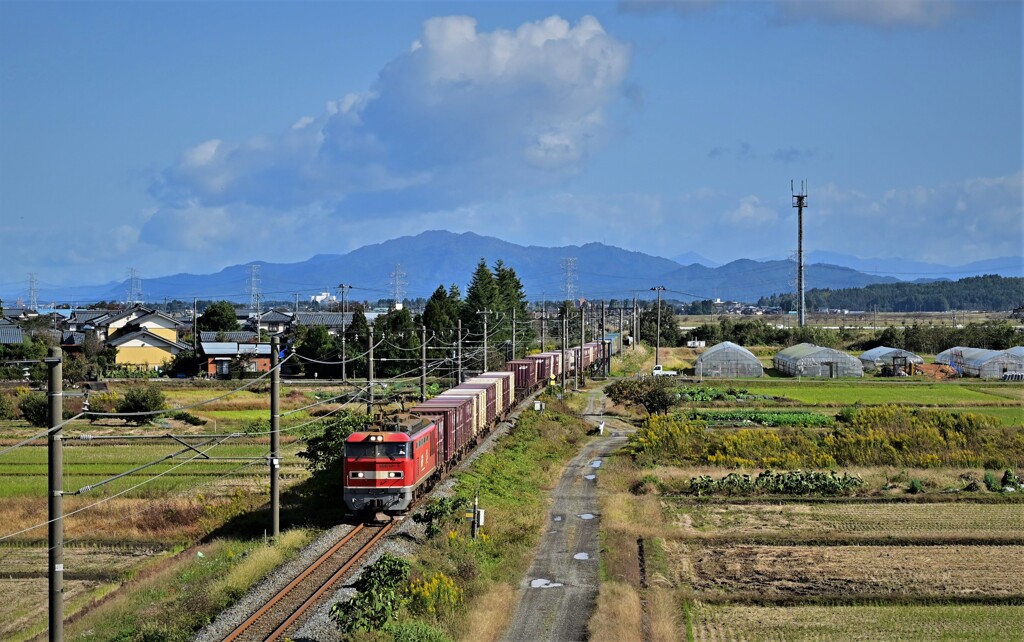 DSC_5122 上りレッドサンダー