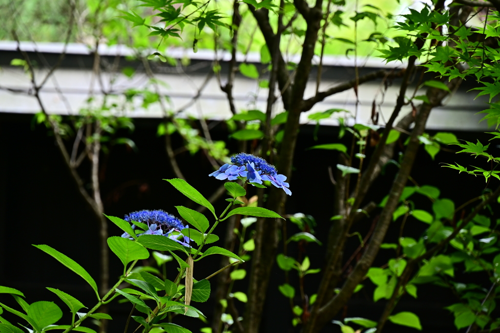 DSC_0258