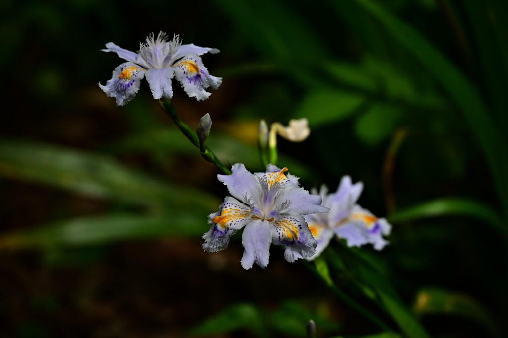 DSC_3952シャガ 