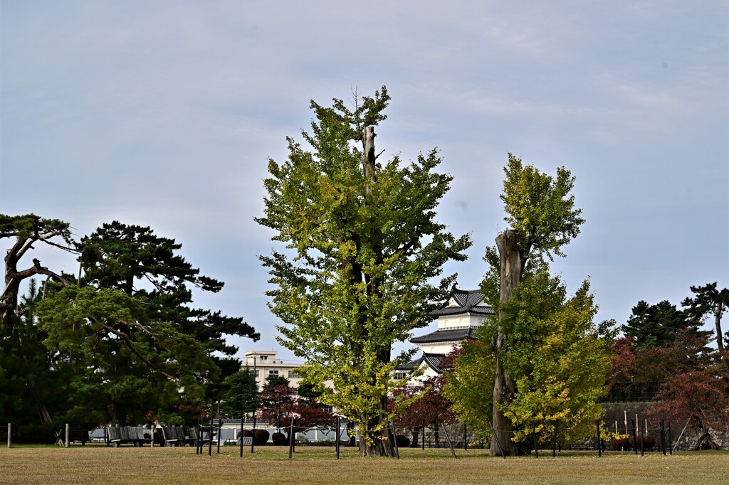 DSC_5368　垣間見る