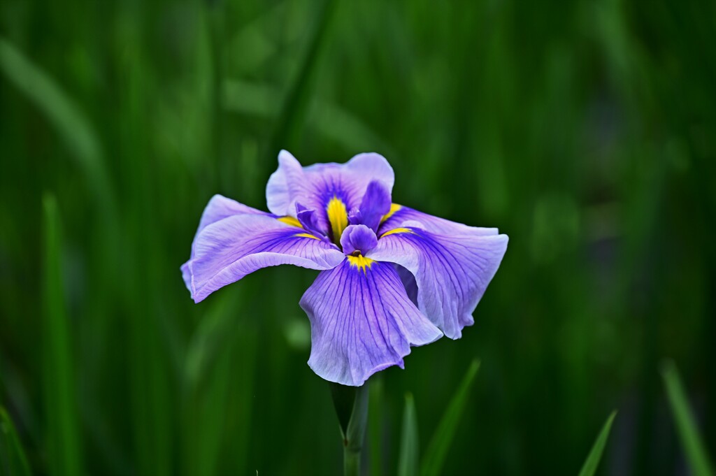 DSC_4044 花菖蒲