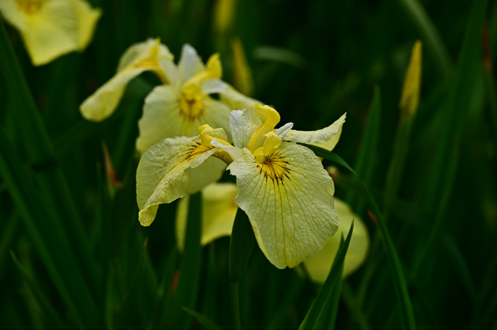 DSC_4018　黄色い菖蒲