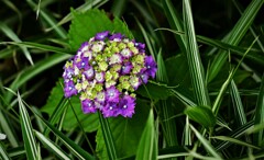 DSC_1131紫陽花