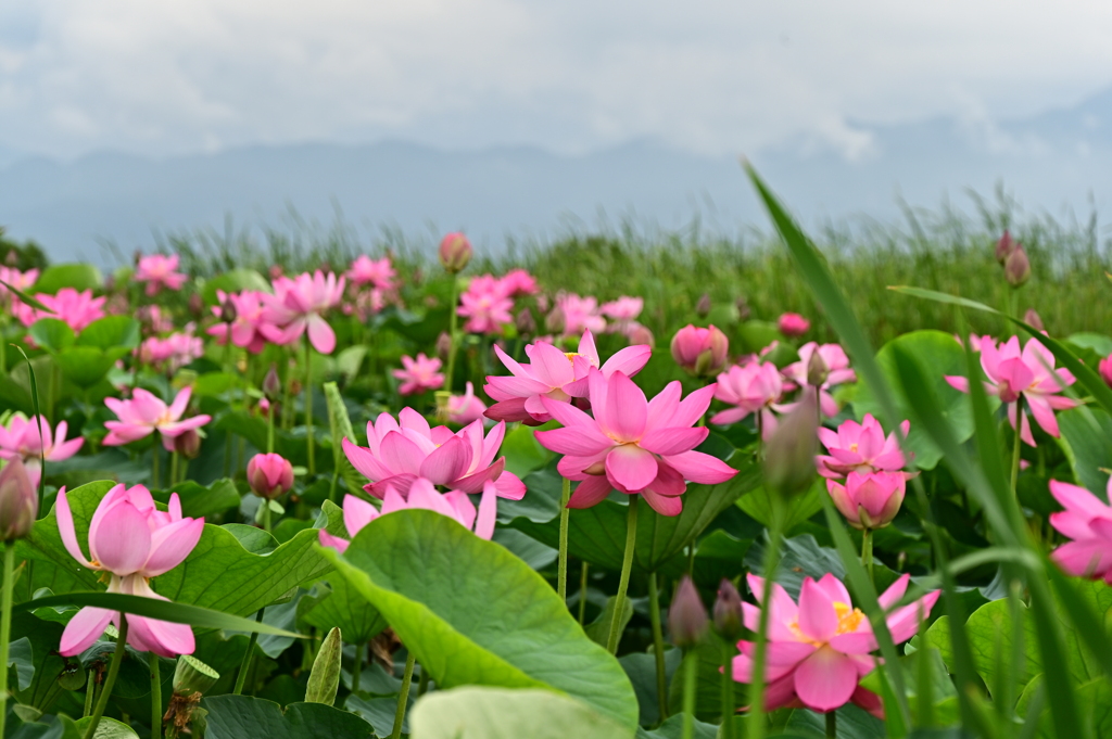 DSC_0232　遠くに五頭の山並み