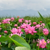 DSC_0232　遠くに五頭の山並み