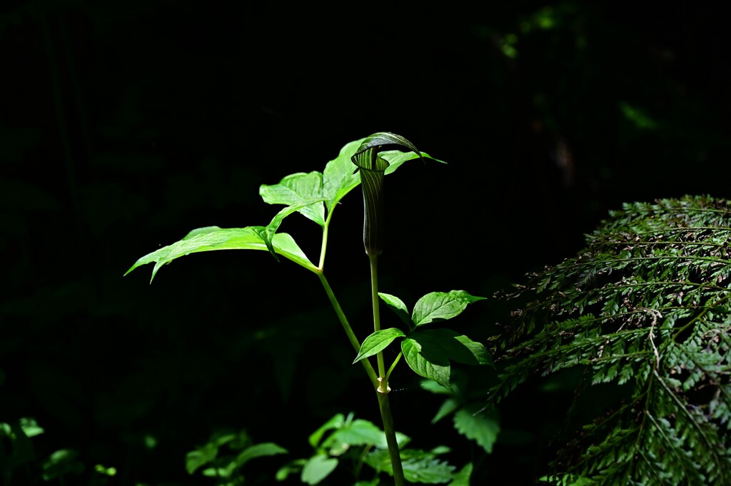 DSC_3906 マムシグサ