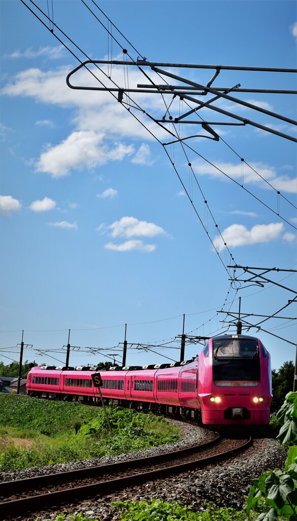 DSC_8462 ピンク下りを縦撮り