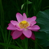 DSC_0227 蓮の花