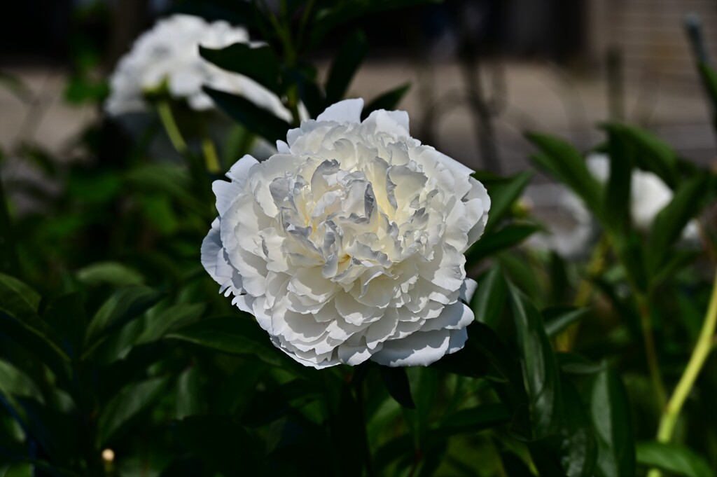 DSC_3973 庭の芍薬