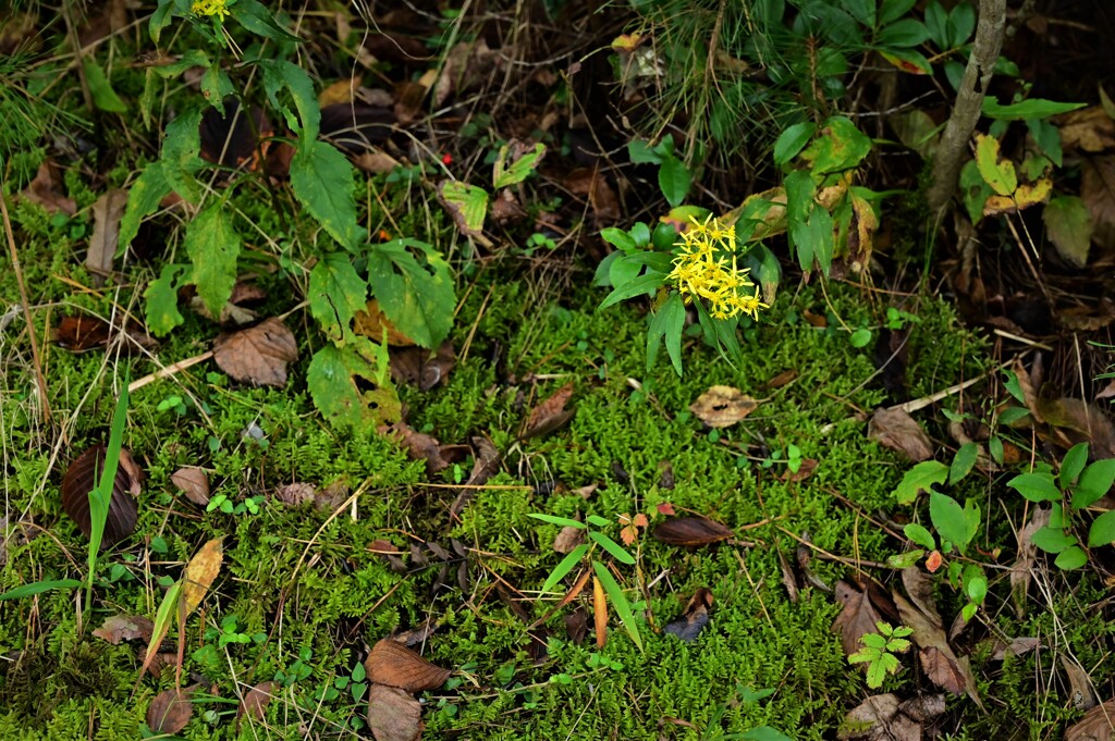 山の日陰の花
